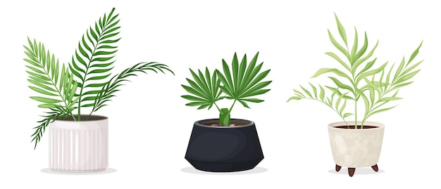 A set of indoor tropical plants in fashionable pots