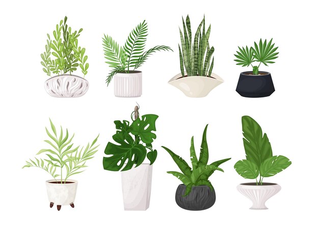 A set of indoor tropical plants in fashionable pots