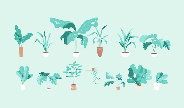 現代風格的室內熱帶植物套件