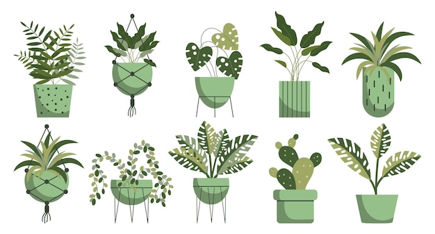 Set of indoor tropical plants in pots, hanging and floor plant pots. Plant care concept. Icons