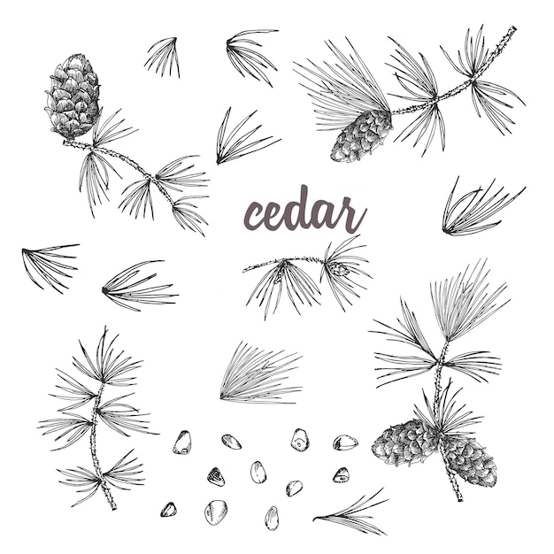 Set ink sketch of cedar branches with pinecones isolated on white background