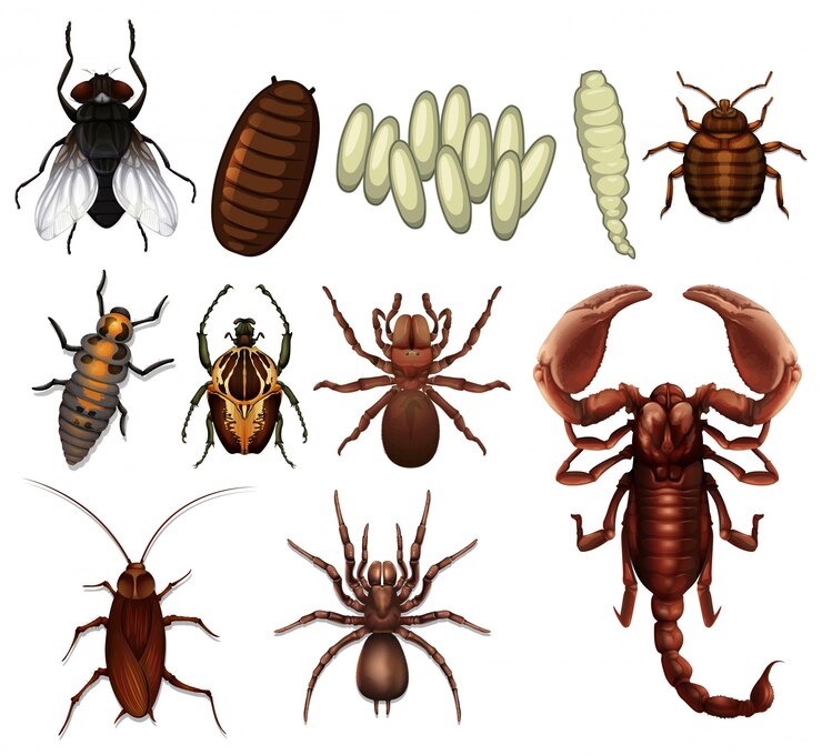 Vector a set of insect