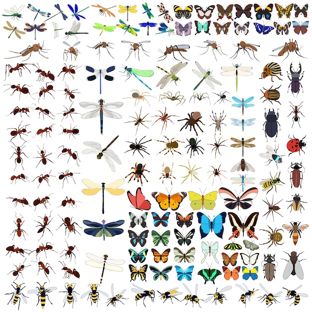 Set of insects butterflies ant spiders dragonflies