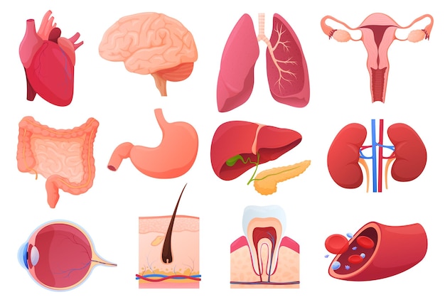 Set di illustrazione degli organi umani interni