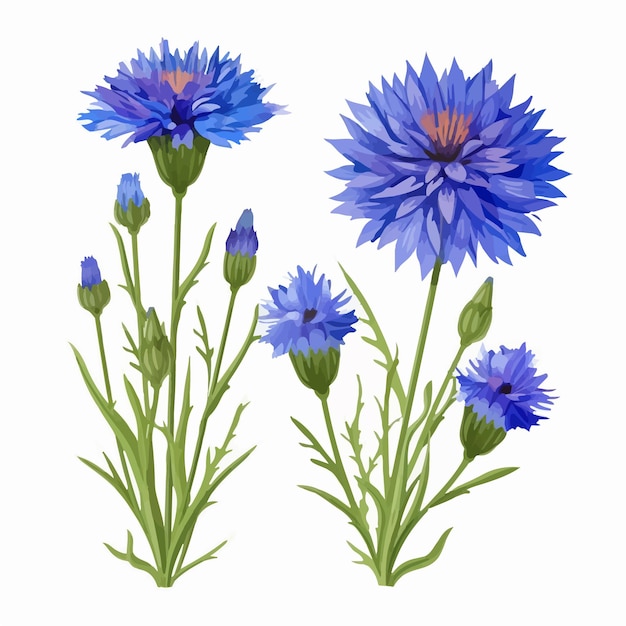 Vector set of intricate cornflower flower vector designs perfect for creating unique logos and branding