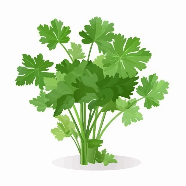 Vector set of intricate parsley illustrations for a visually appealing look