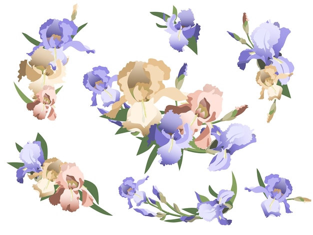 Set of iris flower arrangements isolated on white background