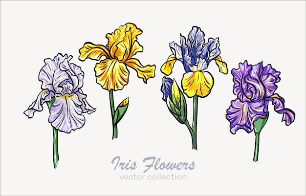 Set di illustrazioni vettoriali di fiori di iris