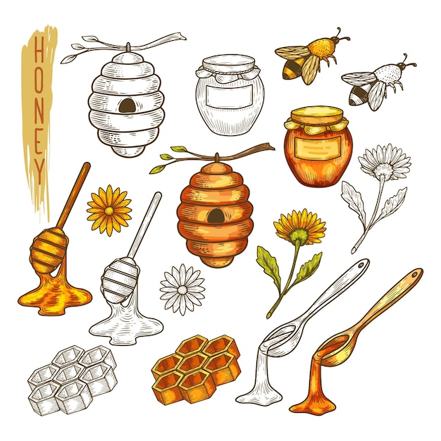 Set of isolated apiary items or apiculture, beehouse accessory. sketch of bee or was, honeycomb and honey, spoon and dipper, flower and jar, dipper and beehive, stick and beeswax, comb.