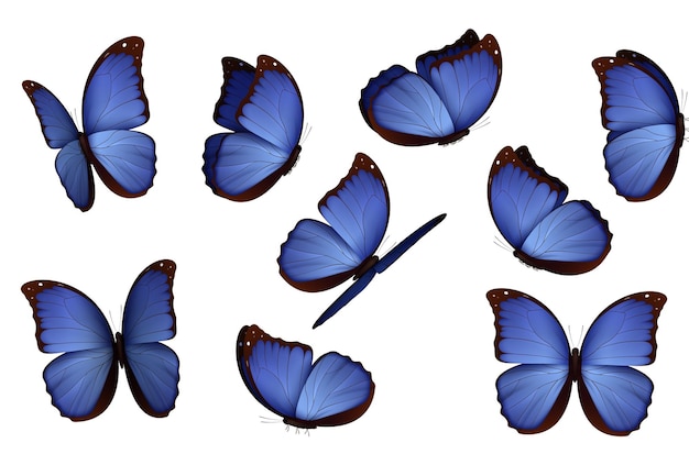 격리된 나비 세트입니다. 곤충 보기 Lepidoptera Morpho amathonte 벡터 일러스트 레이 션