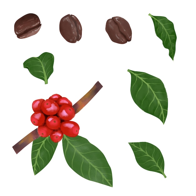 set of isolated coffee plant leaves watercolor