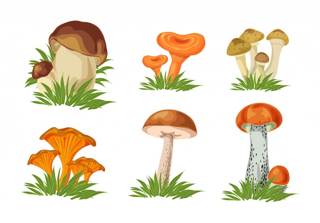 Set of Isolated forest mushrooms