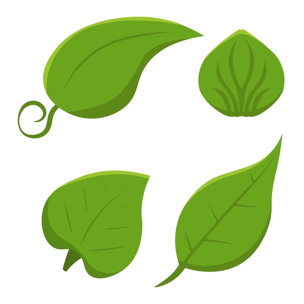 Set of isolated green leaves Botanical leaf green plant