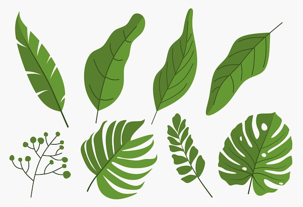 Set di foglie verdi isolate.