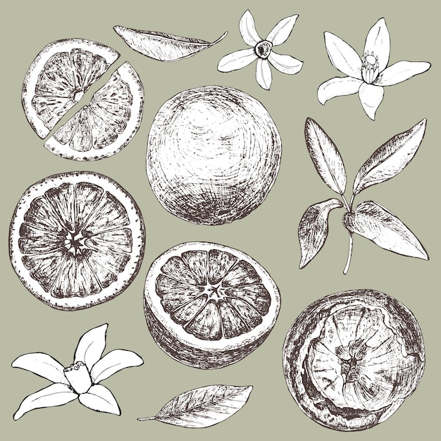 Set of isolated hand drawn oranges slices and flowers in sketch style Vector illustration