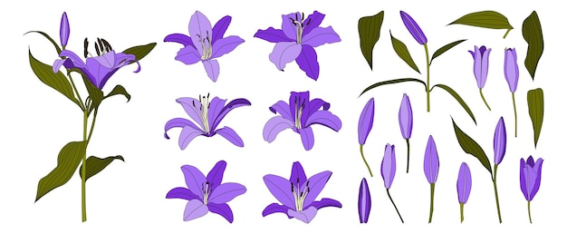 Set di vettore di fiori di giglio viola disegnato a mano isolato
