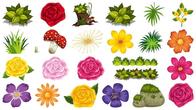 Vector set of isolated objects theme - flowers