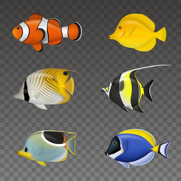 Vector set of isolated tropical fishes