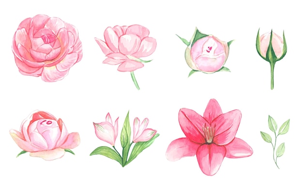 Set of isolated watercolor pink flowers