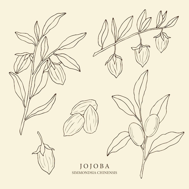 Set of jojoba branches