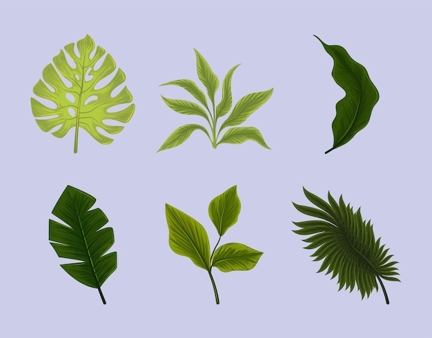 Vector set of jungle leaf