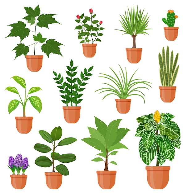Set kamerplanten en bloemen in een pot in vlakke stijl. Binnengerb op plank. Woonkamer ontwerp decoratie-element.
