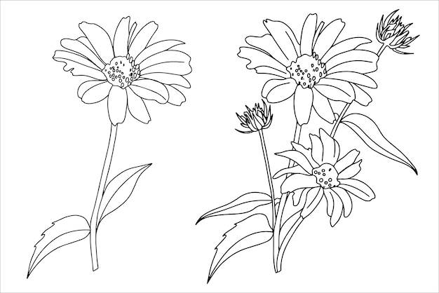 Set kamille bloemen gerbera doodle stijl illustratie voor het kleuren van boek kleurplaten