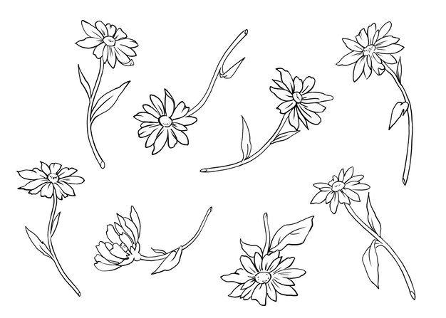 Set kamille bloemen met bladeren Monochroom grafische lijntekening Vector afbeelding
