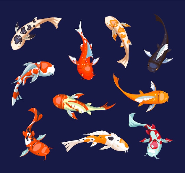 set of koi carps.