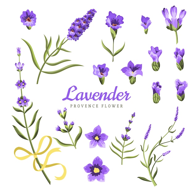 ラベンダーの花の要素のセット。ラベンダーの花のコレクション