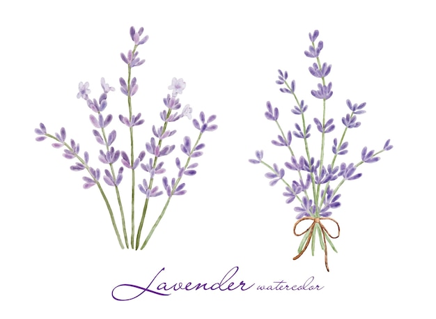 Set of lavender flowers elements