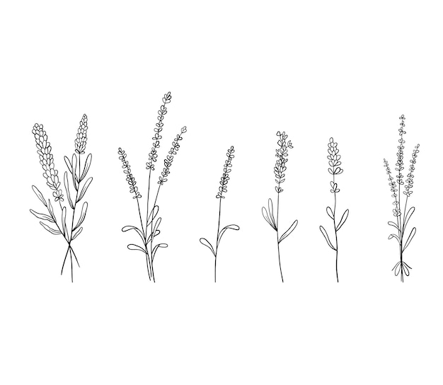 Vector set of lavender flowers silhouette collection of wildflower plants and bouquet of lavender branches vector illustration isolated on white