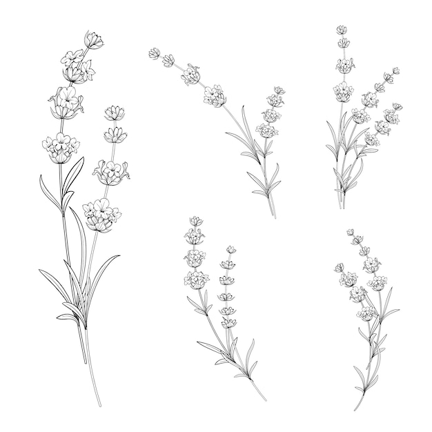 Vector set of lavender flowers.