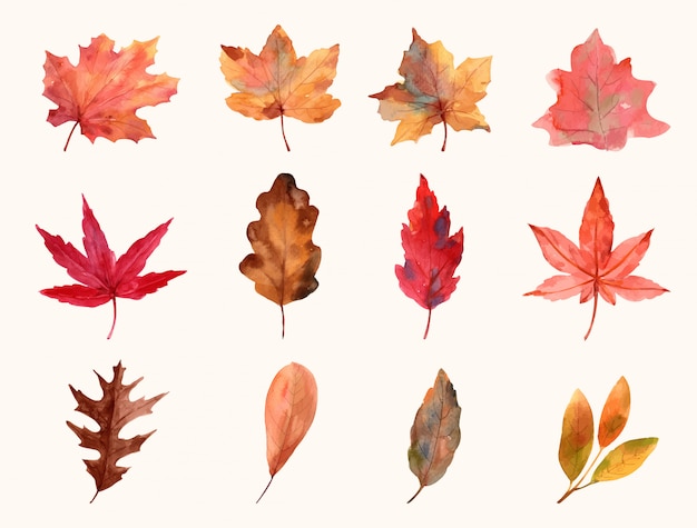 Vector set leaf autumn