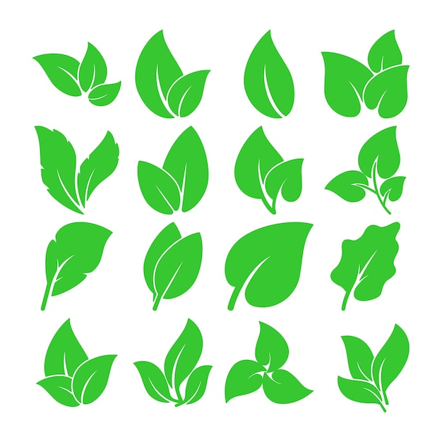 Set of leaf vector