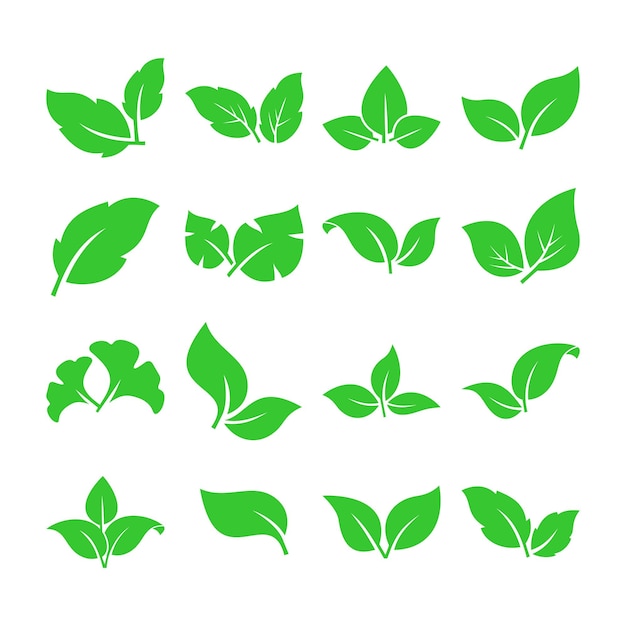 Set of leaf vector