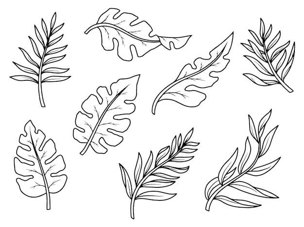 Set of leaf with hand drawn line art