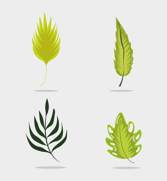 Set of leaves collection vector illustration graphic design