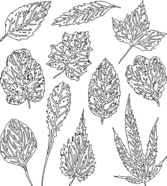 A set of leaves of different plants