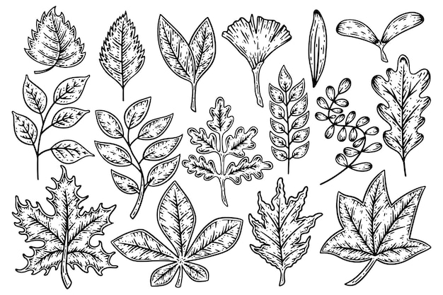 Vector set of leaves of different shapes of plants trees and flowers hand drawn vector illustration