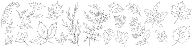 Set of leaves in thin line style outline leaves