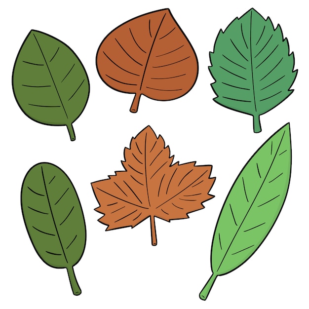 Vettore set di foglie