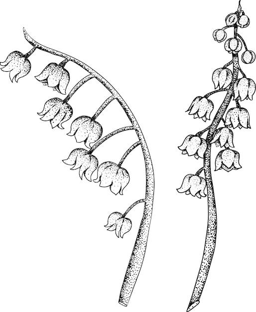 Vector set lelietje-van-dalen bloemen handgetekende lentebloemen monochroom botanische vectorillustraties