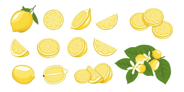 Набор векторных иллюстраций лимонных цитрусовых Целый лимон и желтые фрукты на ветке с цветами и листьями среди половинок лимона очищают и нарезают кусочки в мультяшном стиле изолированы