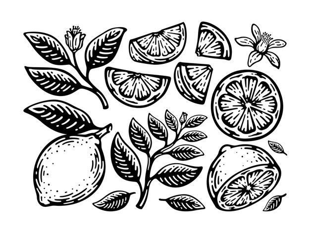 Vector set of lemon, slice, leaf, and pistil in doodle vintage design.