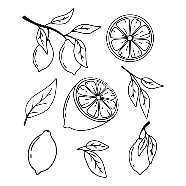 Vector set of lemons in doodle style collection of lemons on a branch a slice of a lemon half a lemon vector illustration