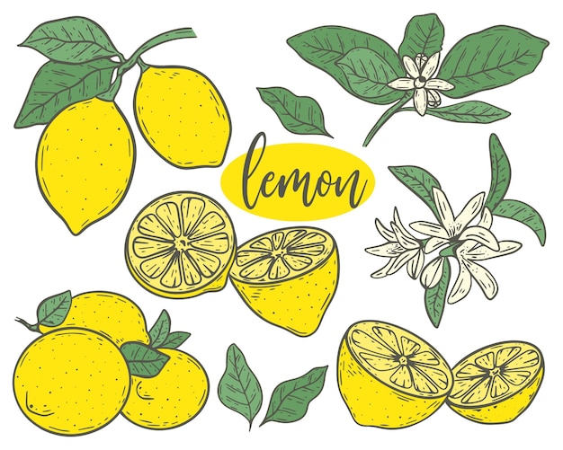Vector set lemons sketch vector illustration