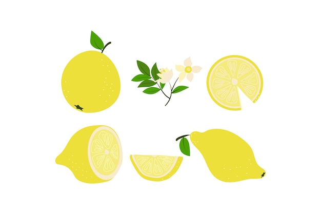 Set of lemons Whole lemons and lemon wedges with leaves and flower Vector illustration Isolated background