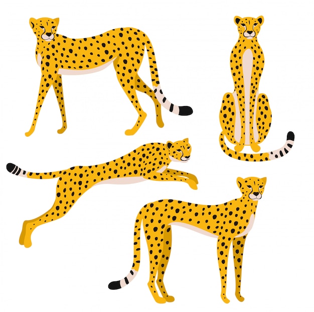 Set of leopards isolated on white background.  illustration.