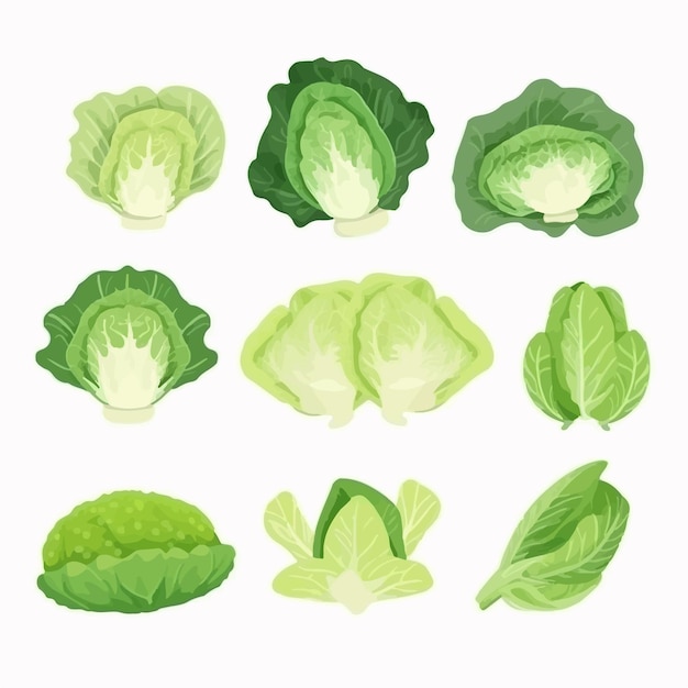 A set of lettuce vector graphics designed to complement any foodrelated concept